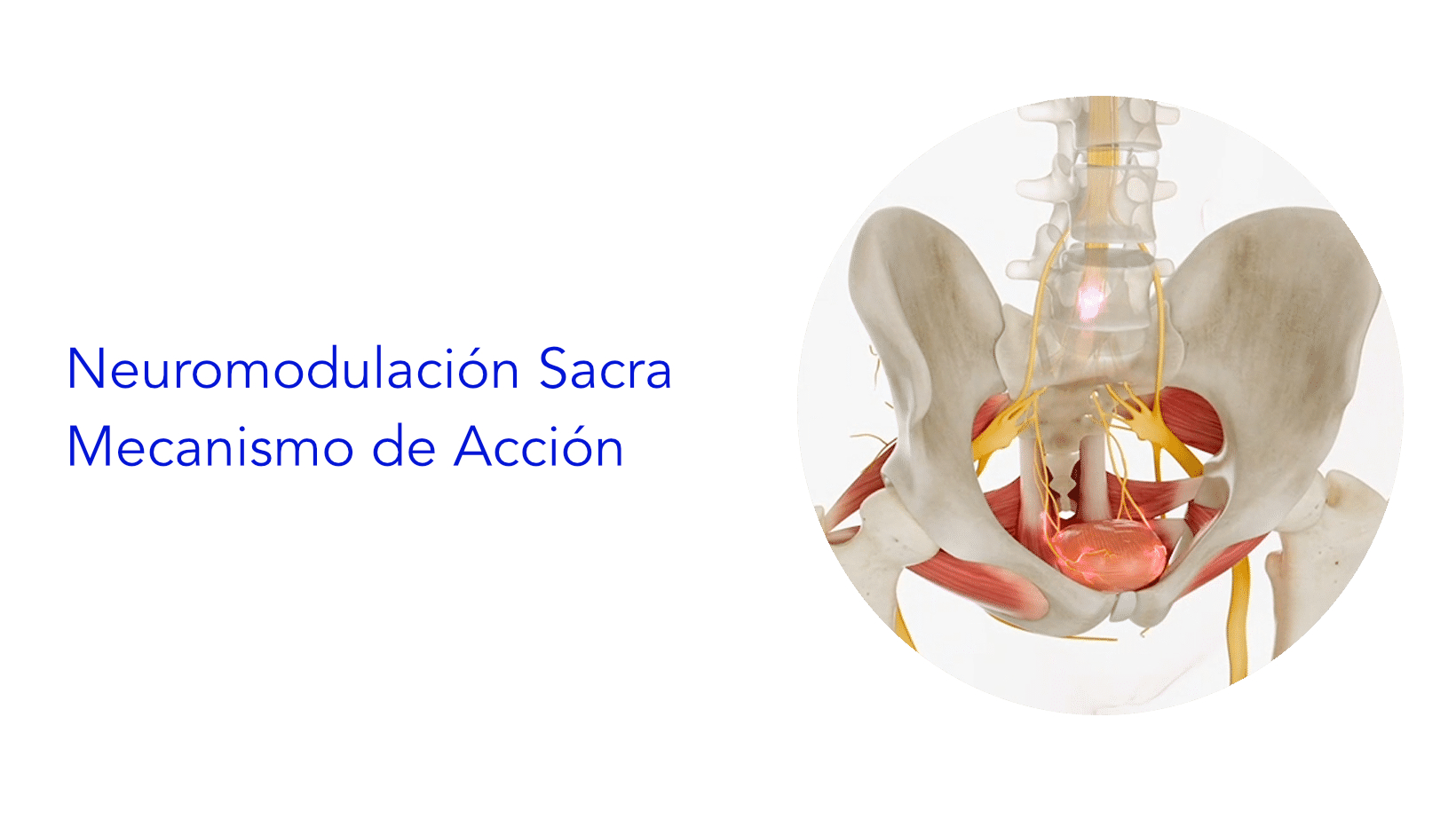 Neuromodulación Sacra – Mecanismo de Acción